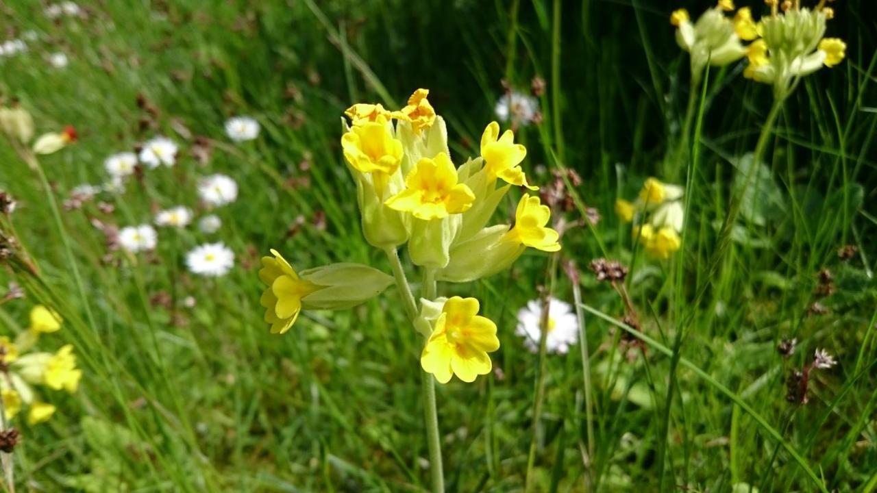 Oesterlencharm Löderup Esterno foto